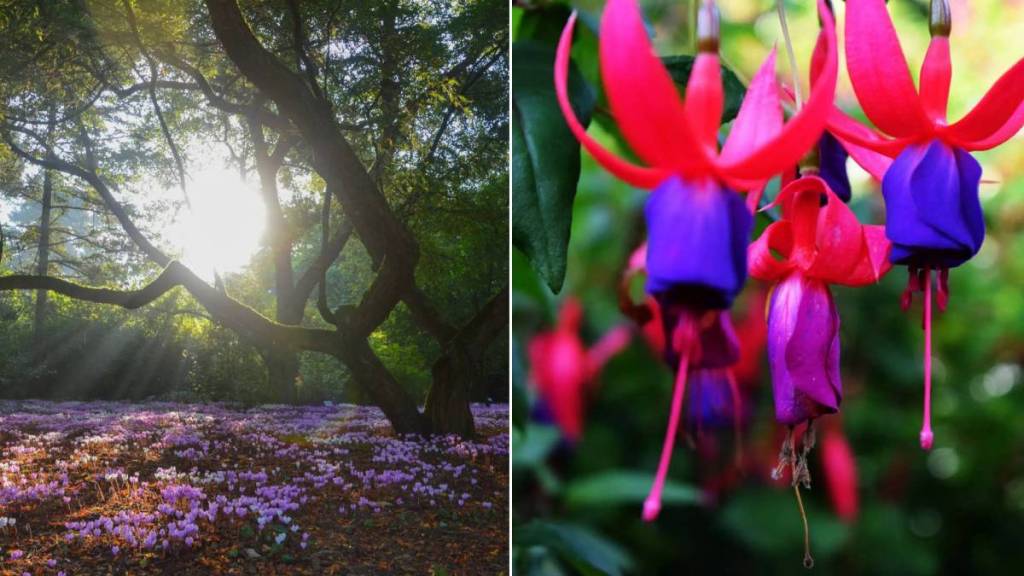 Giant sequoias, Japanese maples, and century-old trees: here are Belgium’s most beautiful arboretums