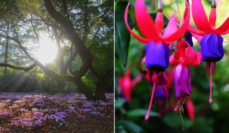 Giant sequoias, Japanese maples, and century-old trees: here are Belgium’s most beautiful arboretums