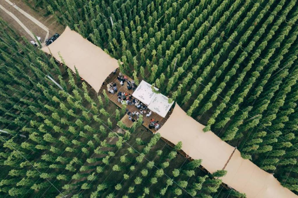 A large table in the middle of the hop fields: this is the most original gourmet experience of late summer in Belgium