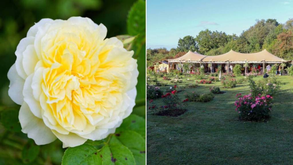 3,500 rose bushes, 700 varieties, and fun activities: this floral festival promises to be one of September’s most delightful getaways