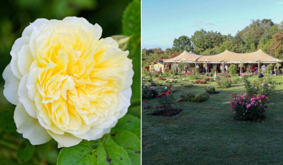 3,500 rose bushes, 700 varieties, and fun activities: this floral festival promises to be one of September’s most delightful getaways