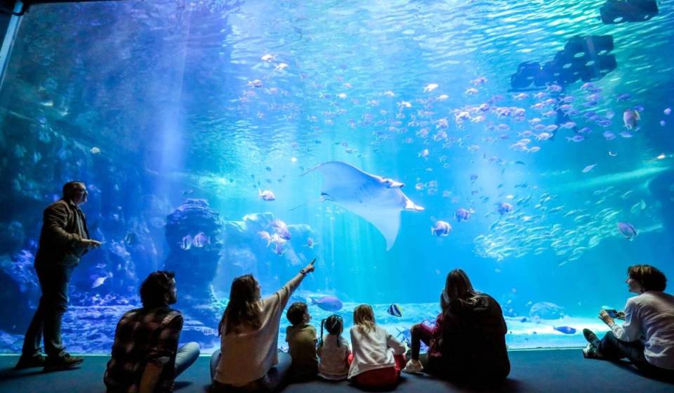 Located near the Belgian border, Europe’s largest aquarium is celebrating its 35th anniversary with new gray sharks and a fascinating octopus—recognized by UNESCO, it is home to 58,000 marine animals and now lets visitors step into the shoes of a marine biologist