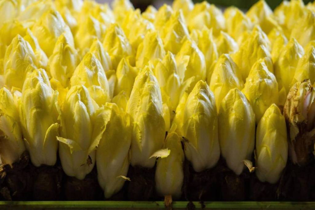 The whole world calls it “Belgian endive”: the true story of this vegetable born in a cellar, just a stone’s throw from Schaerbeek