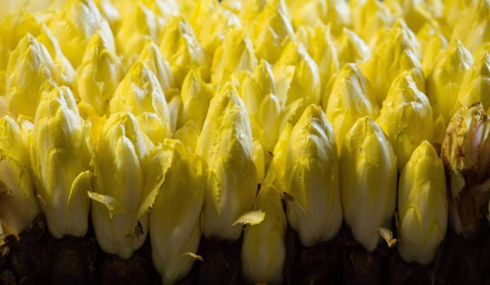 The whole world calls it “Belgian endive”: the true story of this vegetable born in a cellar, just a stone’s throw from Schaerbeek