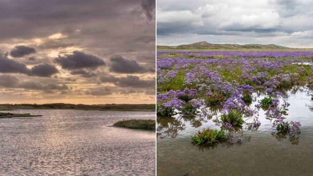 On dirait de la lavande, ça n&rsquo;en est pas : ce paysage mauve à moins de 2 heures de Bruxelles disparaît dans quelques jours
