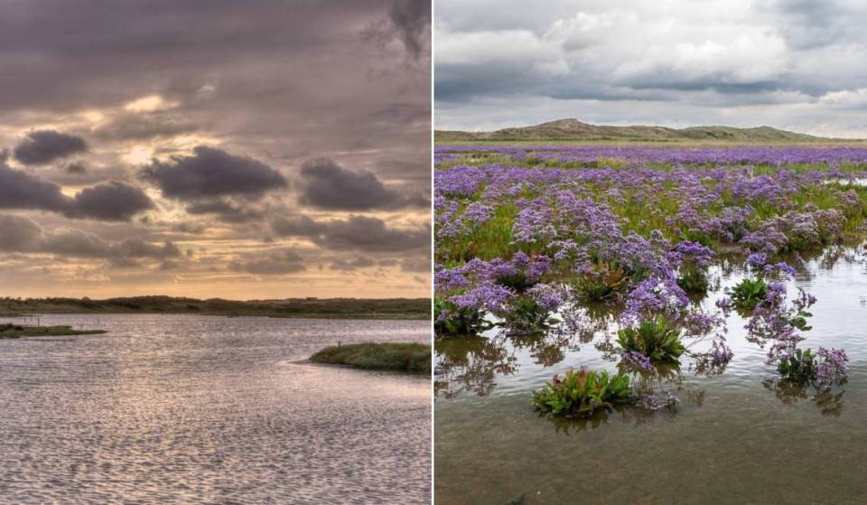It looks like lavender, but it isn’t: this mauve landscape less than two hours from Brussels will disappear in a few days