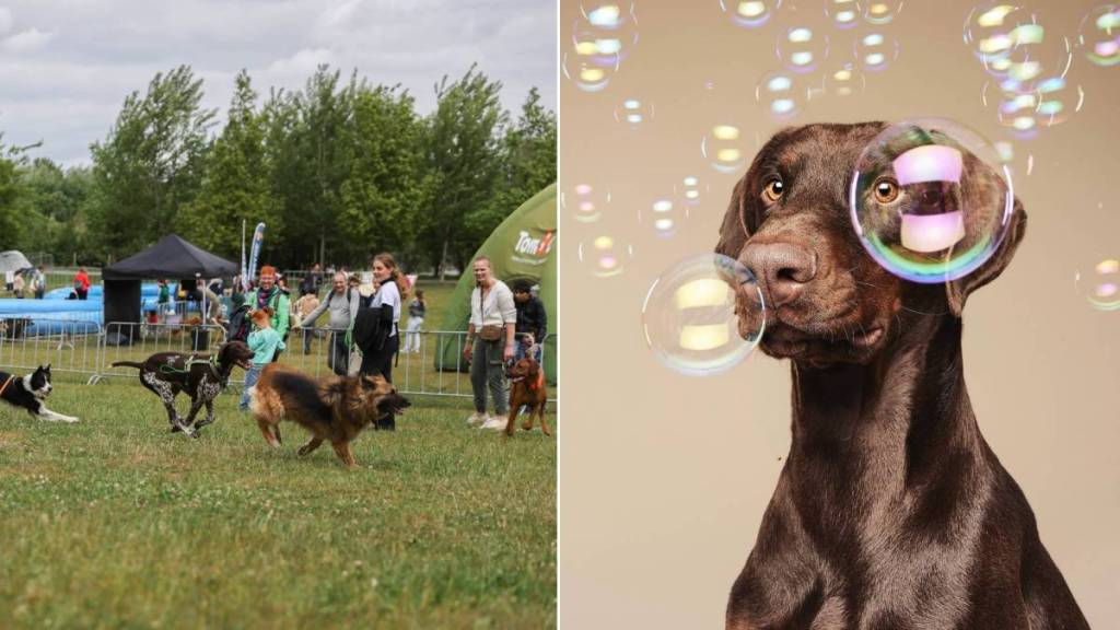 Pendant deux jours, Bruxelles va laisser les chiens prendre le contrôle : piscines, massages et activités insolites au programme
