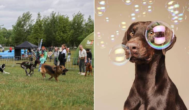 Pendant deux jours, Bruxelles va laisser les chiens prendre le contrôle : piscines, massages et activités insolites au programme