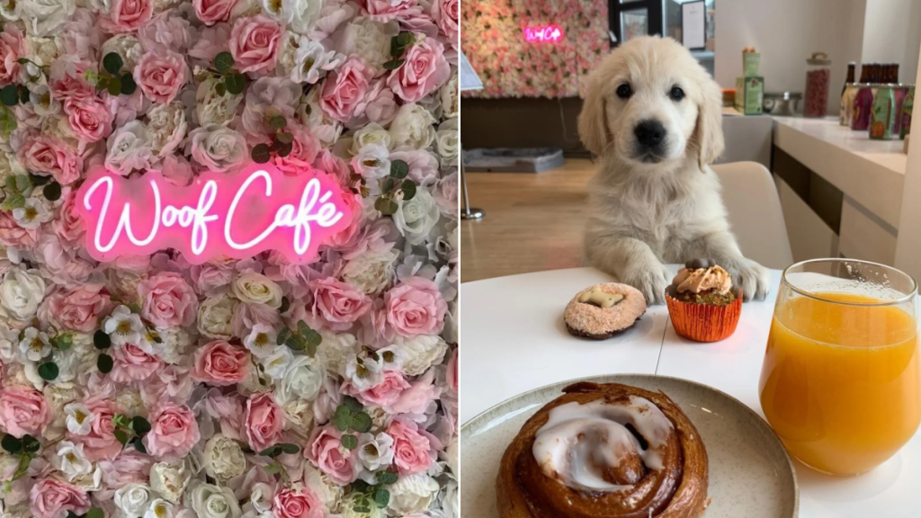 À moins d’une heure de Bruxelles, ce café accueille les chiens comme de vrais clients : ils ont même leur propre menu
