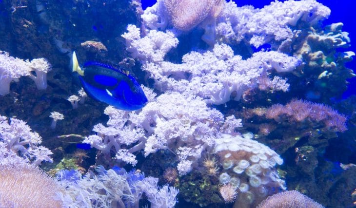 Ve Cuento de Navidad debajo del agua en el Acuario Inbursa