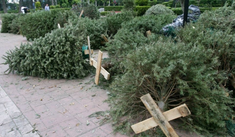 Centros de acopio de árboles navideños 2024 en CDMX