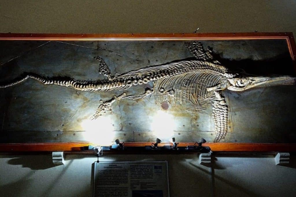 Dónde ver dinosaurios en CDMX