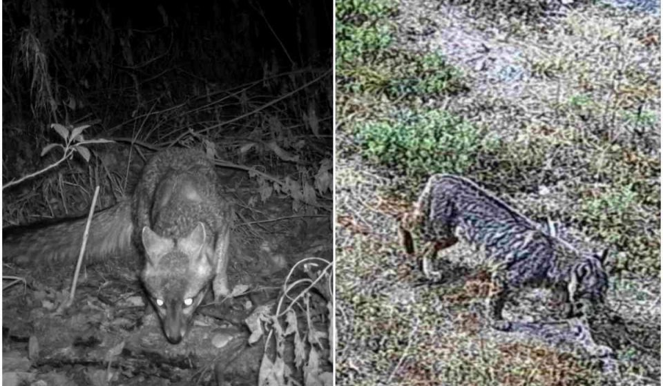 Desde zorros hasta linces: aumenta número de especies en CDMX