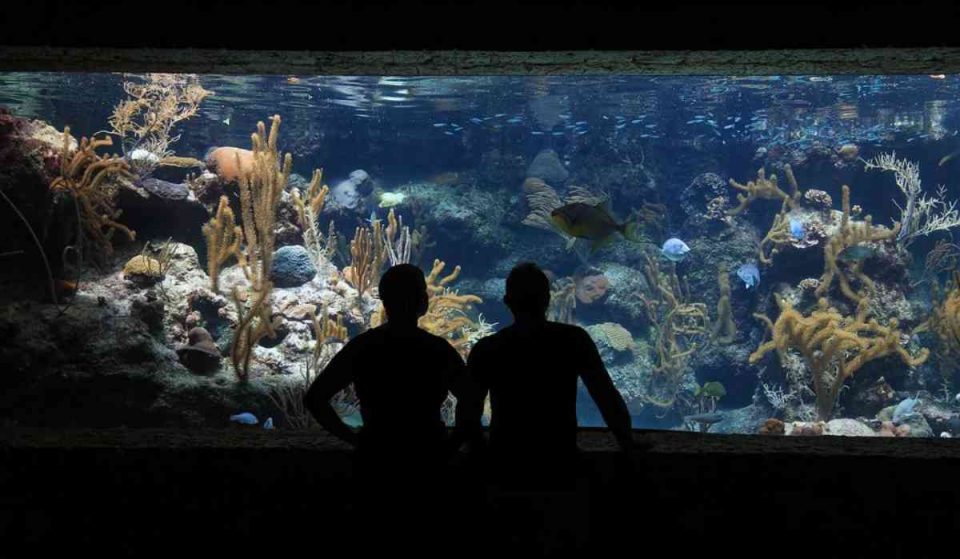 ¿Cuándo abre el nuevo acuario en CDMX? Toda la información