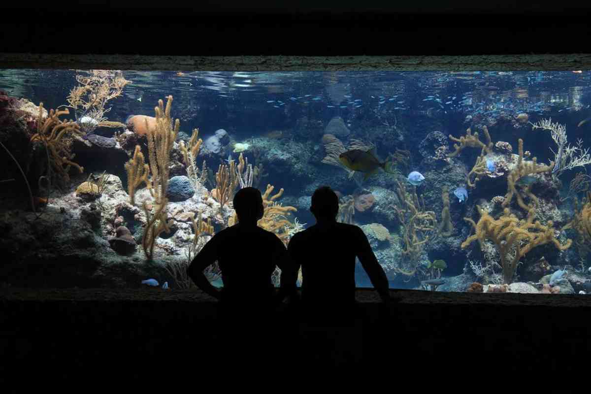 El más grande de América Latina: así será el nuevo acuario en CDMX