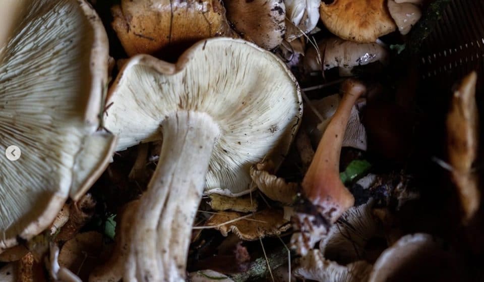 ¡No te pierdas la temporada de hongos en Los Danzantes!🍄