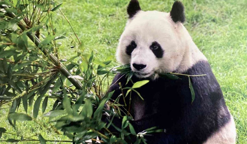 Adiós, Shuan Shuan: murió una panda gigante de Chapultepec