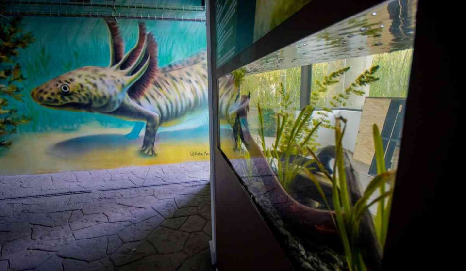 ¡Vamos a visitarlo! Inauguran Museo del Axolote en Chapultepec