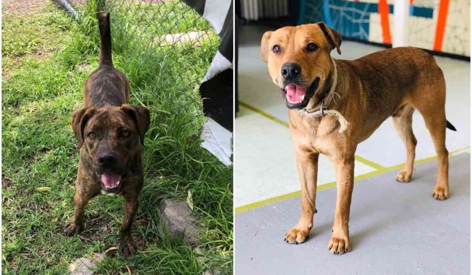 ¡Guau! Ayuda a perros rescatados del Metro en este festival