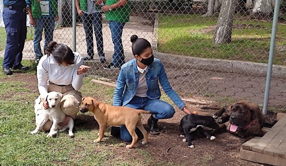 La Central de Abasto estrena refugio de perritos rescatados