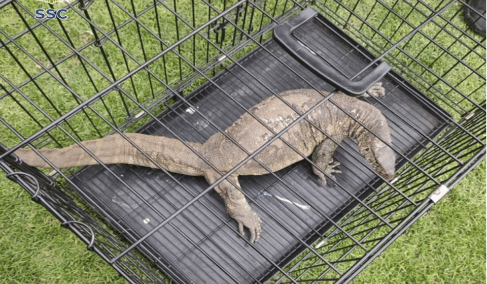 ¡No era un cocodrilo! Encontraron un varano en Xochimilco