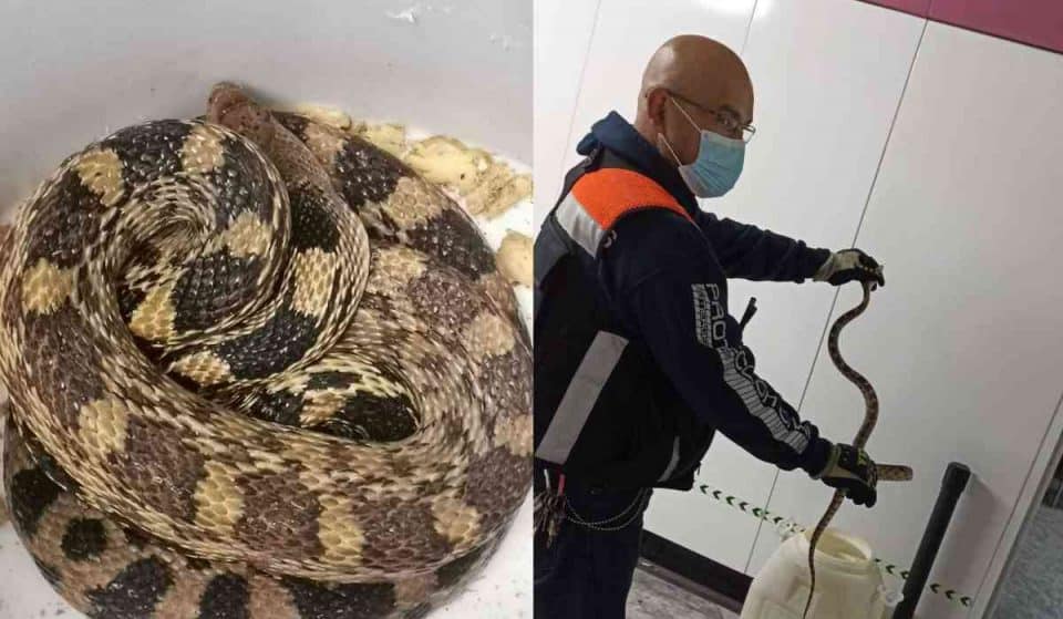 Iba para Pantitlán: encuentran serpiente en andén del Metro