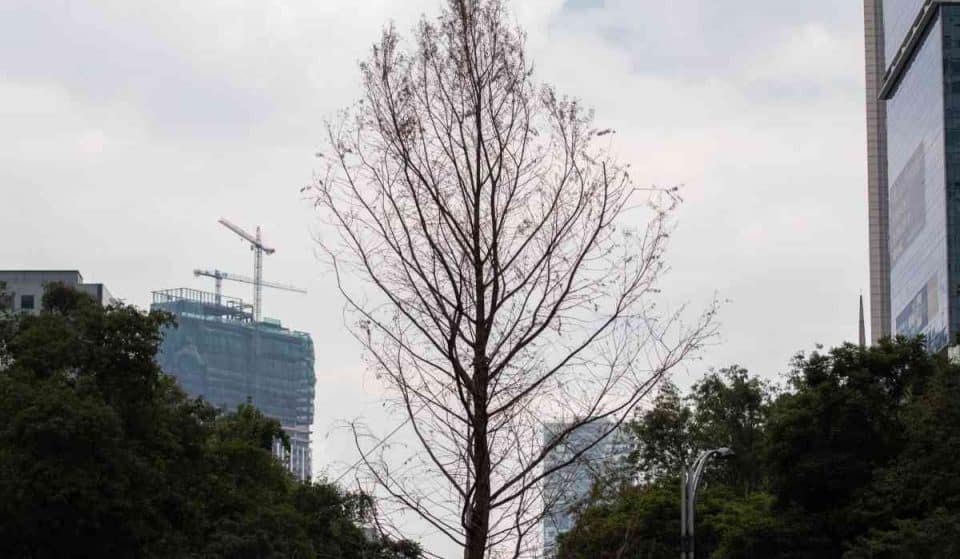 ¿Qué le pasó? Aíslan al ahuehuete de Paseo de la Reforma