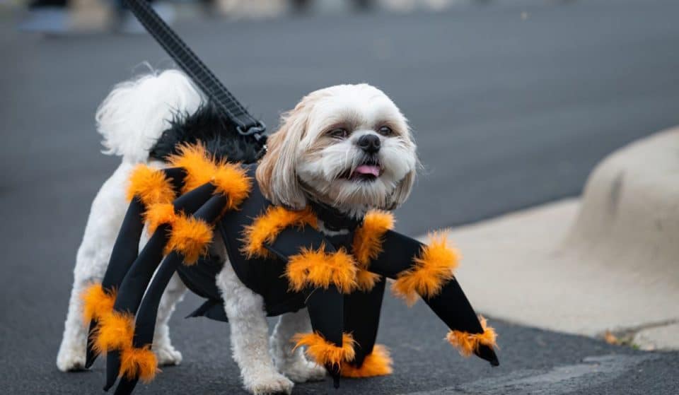 ¡Ponte el disfraz, Firulais! Habrá Marcha Zombie Canina