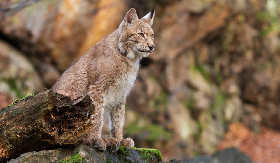 Desierto de los Leones: Se registraron 596 registros de fauna