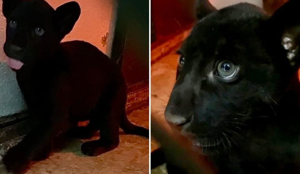 ¡Una hermosa cría de jaguar negro nació en Chapultepec!