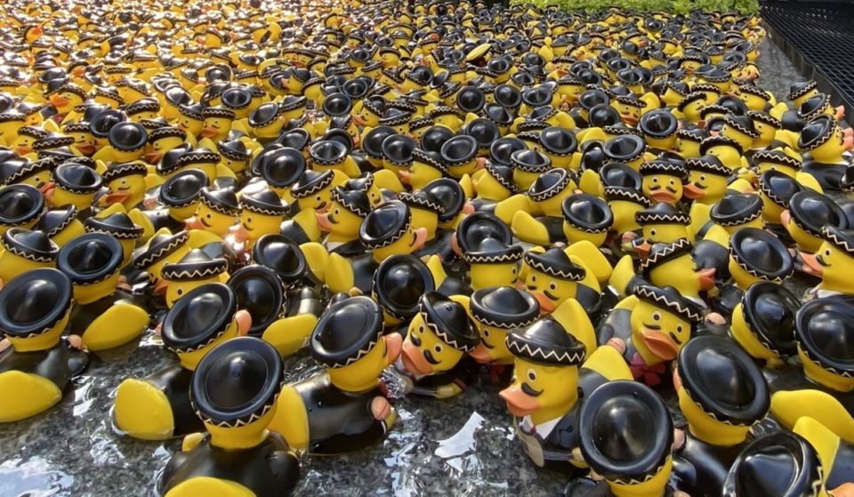 ¡Patitos mariachis llegan a centros comerciales!