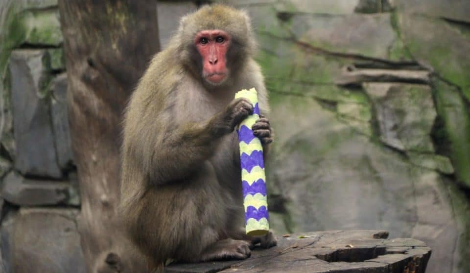 El Zoológico de Chapultepec anda de fiesta: cumplirá 100 años