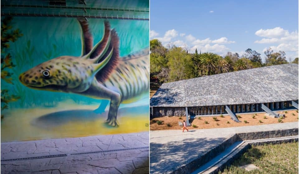 Museo del Ajolote y otros espacios que estrenaremos en Chapultepec