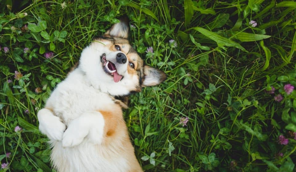 ¡Guau! Dónde consentir a tu perro en CDMX