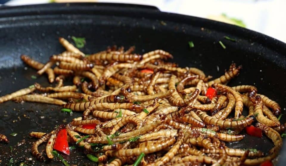 Bichópolis, un festival para comer birria de insectos