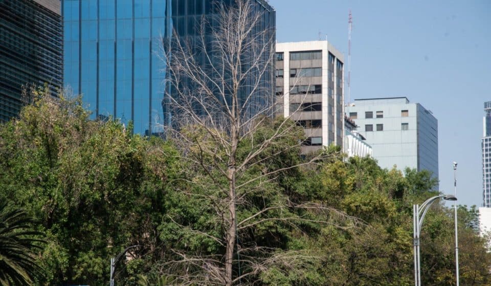 Sustituirán ahuehuete de Reforma, ¿qué pasará con este árbol?