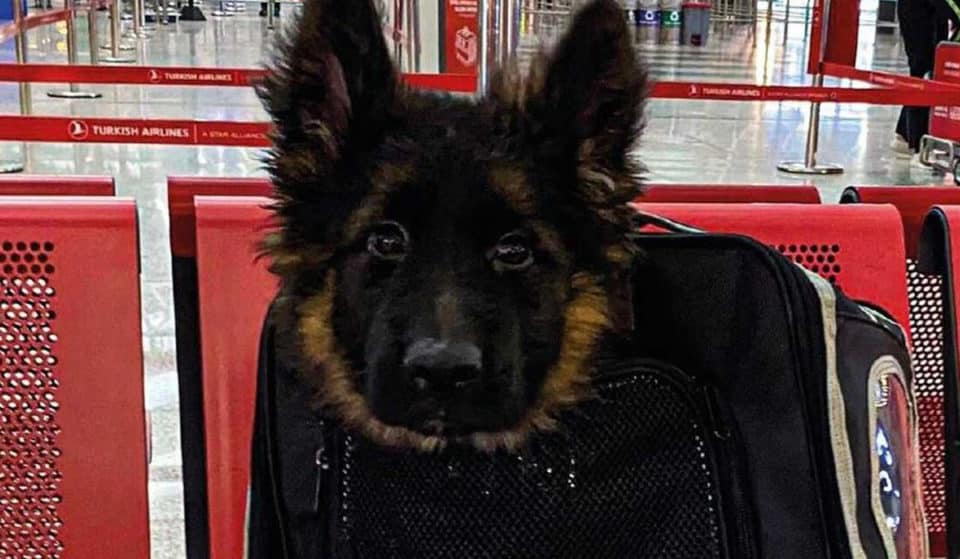 ¡Ya llegó el cachorro turco donado en honor a Proteo!