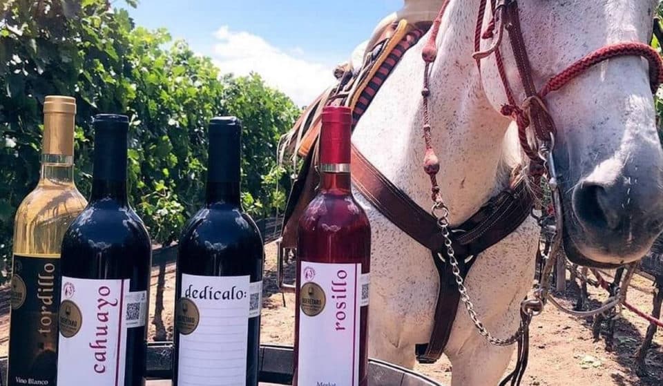 Wine & Dressage: Un evento para amantes del vino y caballos