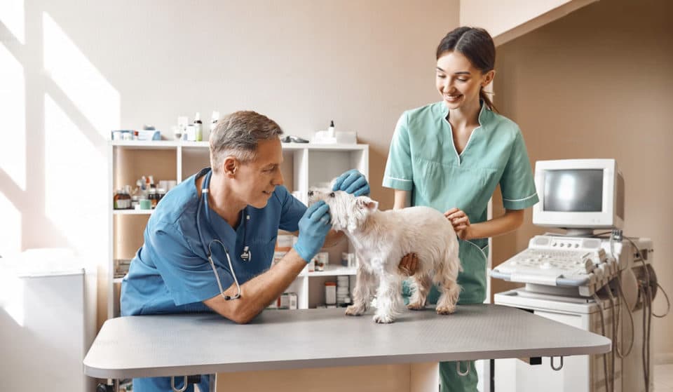 ¡Aquí encontrarás esterilización gratuita para tu peludo!