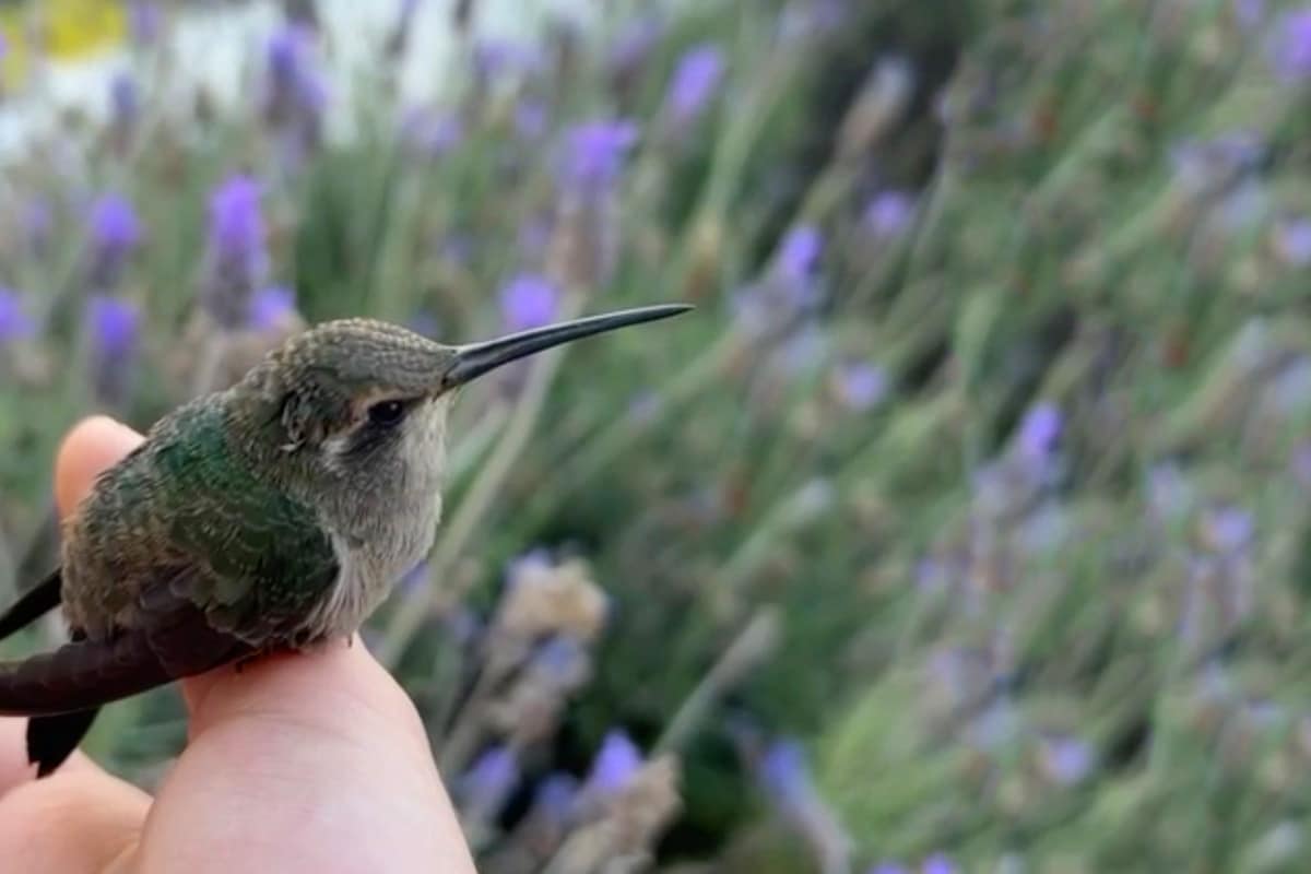 Adopta un Colibrí ¿Ya conoces el santuario de colibríes?