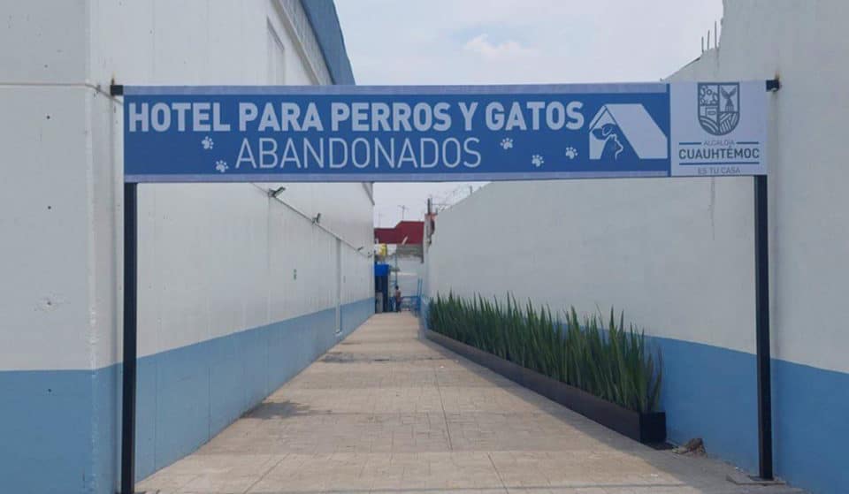 ¡Todo sobre el 1º Hotel para Perros y Gatos Abandonados!