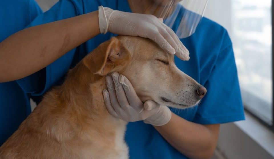 Cómo cuidar a animales por ceniza del Volcán Popocatépetl