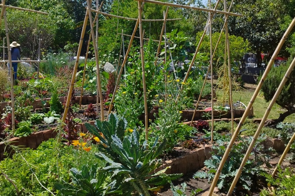 Huerto Tlatelolco: un oasis escondido en Reforma