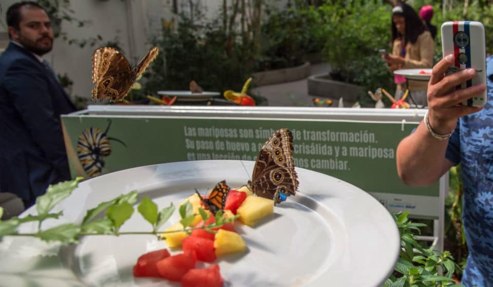 ¡El Mariposario cumple 18 años con actividades gratis!