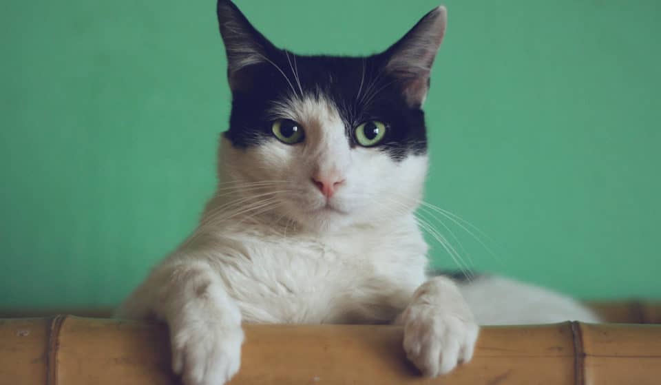 Gato Fest 2023: ¡Ayudarás a 1,500 michis con tu asistencia!