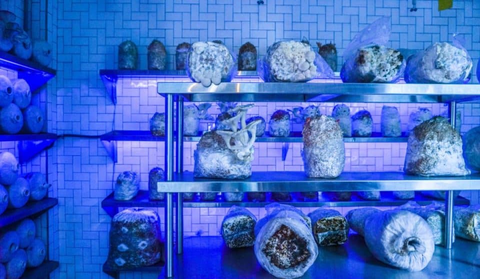 ¡Hay cámara de hongos y menú fungi en el restaurante Tencui!