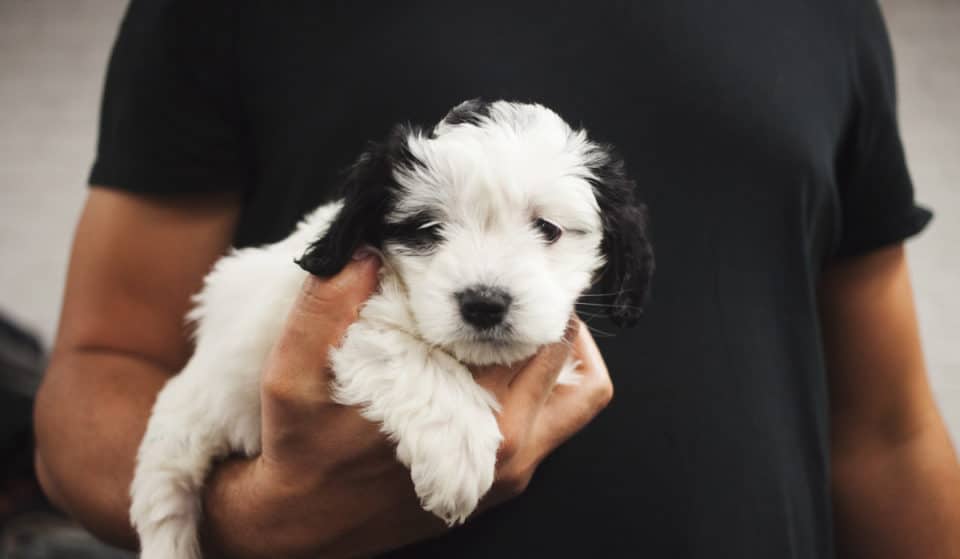 Adopta CDMX: Así puedes adoptar un lomito o un michi en CDMX