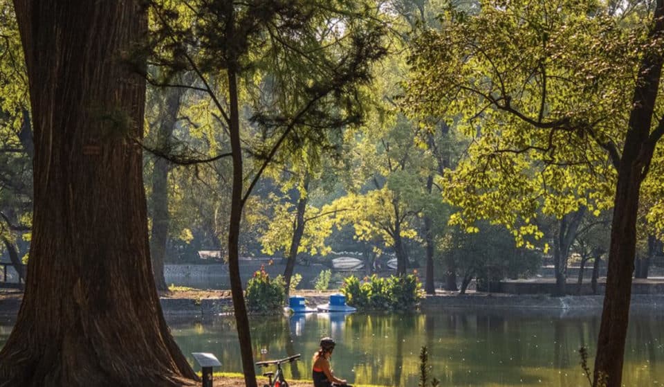Bosque de Chapultepec en agosto: ¡24 actividades gratis!