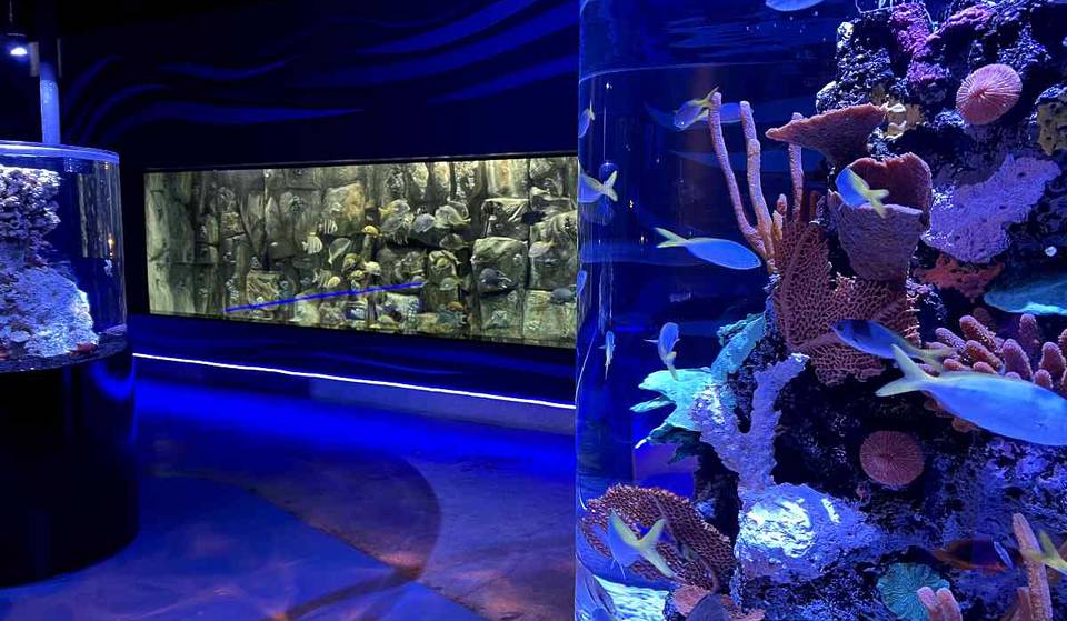 ¡Ya abrieron el Acuario Michin en CDMX! Checa lo que hay
