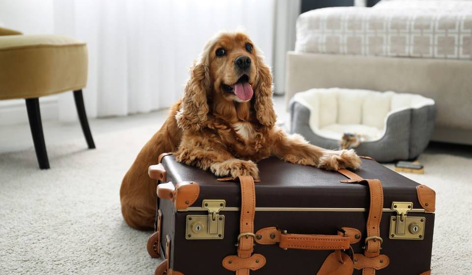 ¿Buscas guardería para perros? Aquí hay 10 opciones en CDMX